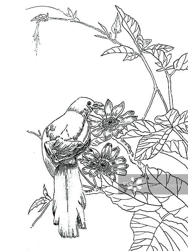 鸟语花香线稿图片素材