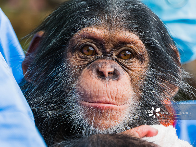 幼年黑猩猩脸部特写图片素材