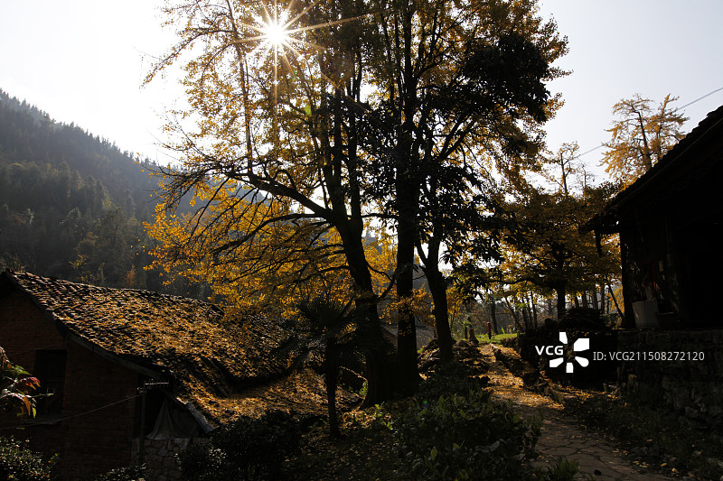 六盘水市盘州妥乐古银杏图片素材