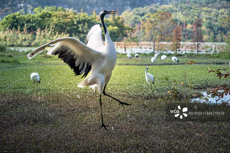 丹顶鹤生态园（肇庆市端州区仙女湖湿地公园）图片素材