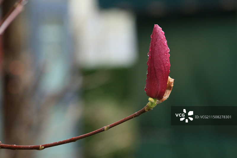 玉兰花图片素材