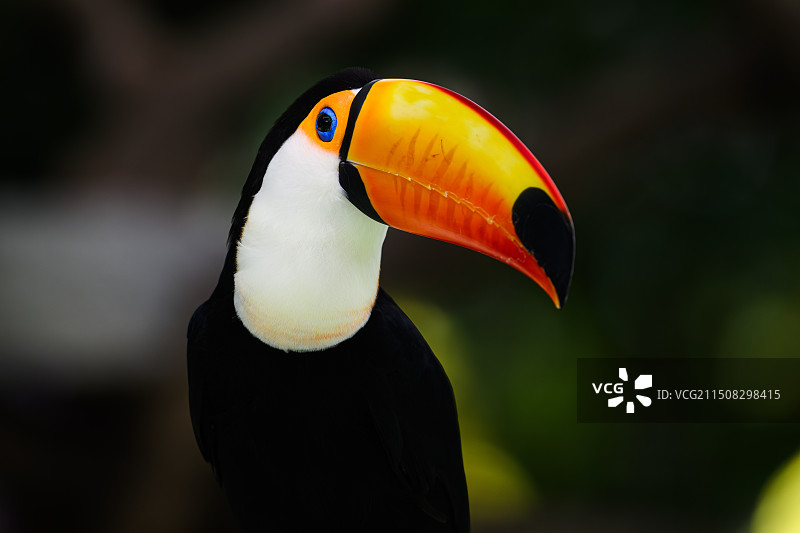 大嘴鸟图片素材