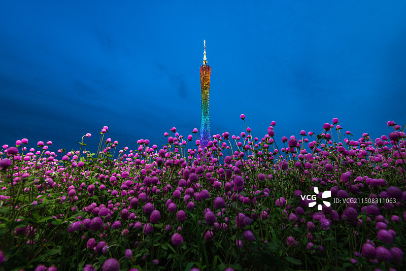 广州小蛮腰摩天大楼建筑与海心沙火球花盛开夜景图片素材