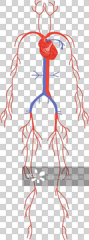 人体解剖结构概念图片素材