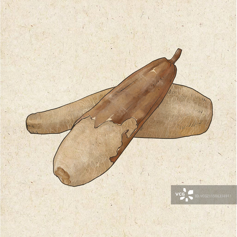 中药植物插画之丝瓜络丝瓜刷子图片素材