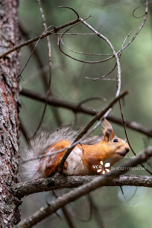 新疆琼库什台的红松鼠图片素材