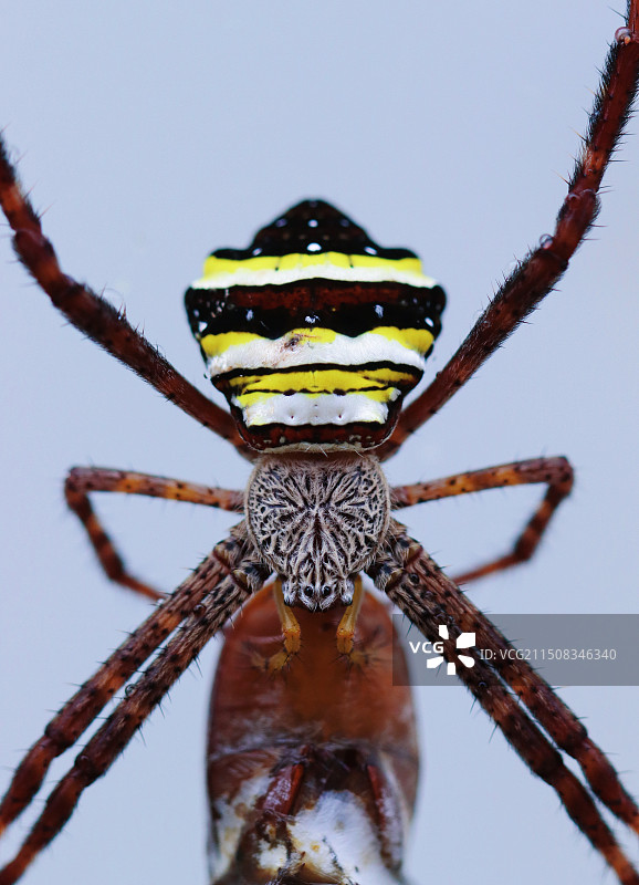 白色背景下蜘蛛的特写镜头图片素材