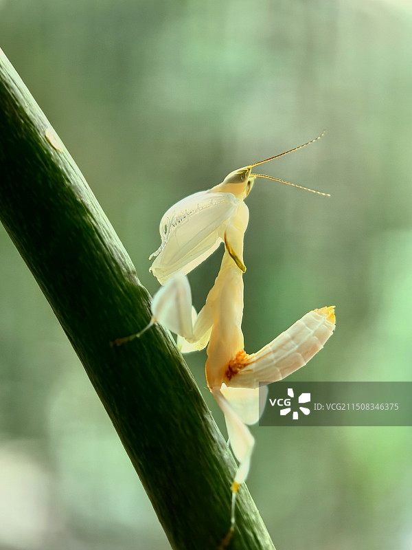 植物上的昆虫特写镜头图片素材