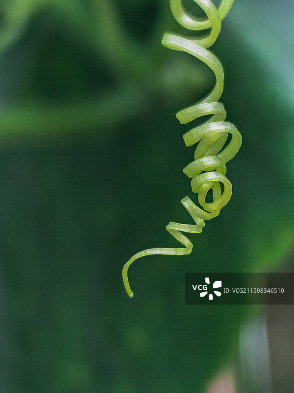 植物上的毛虫特写镜头图片素材