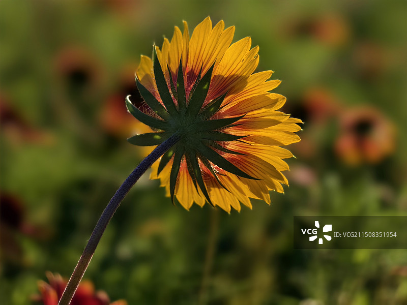 逆光拍的天人菊图片素材