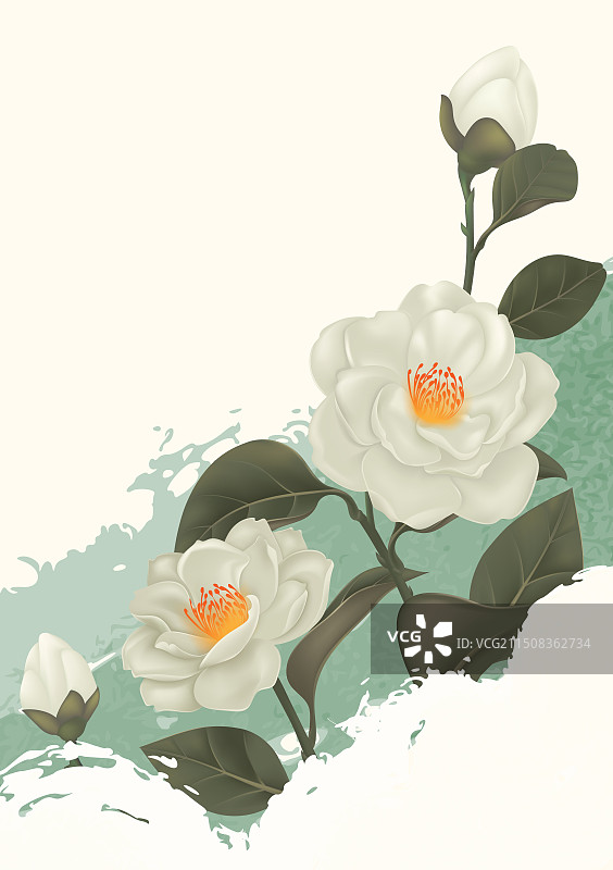 盛开的白色山茶花插图设计图片素材