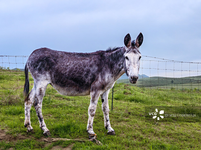 毛驴图片素材