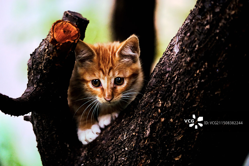 侦察兵图片素材