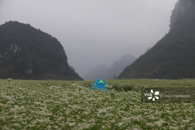 荞麦花田露营图片素材