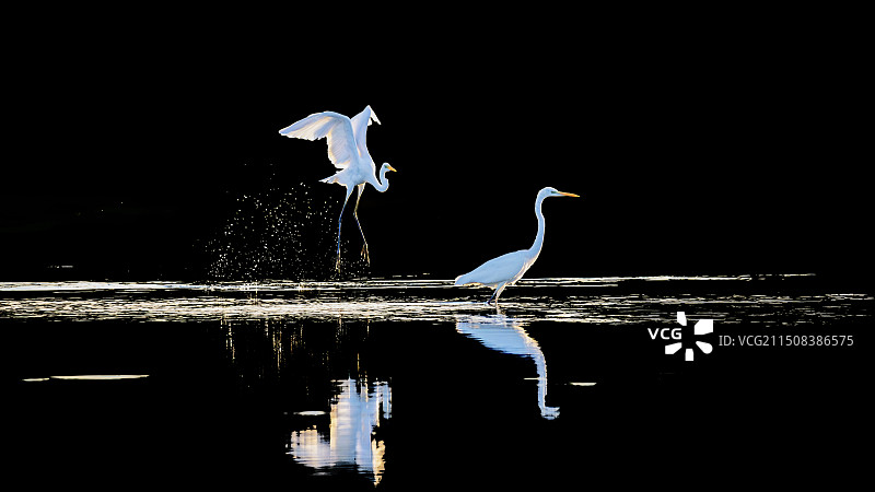 白鹭--突然袭击图片素材