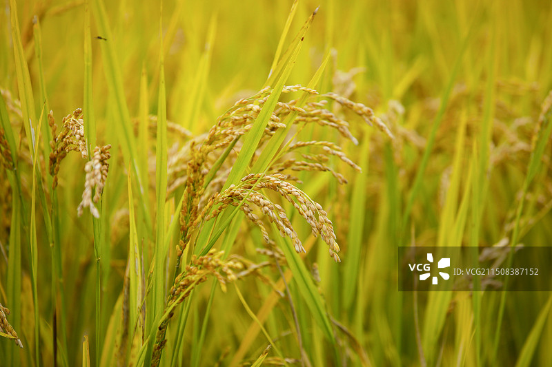 水稻丰收图片素材