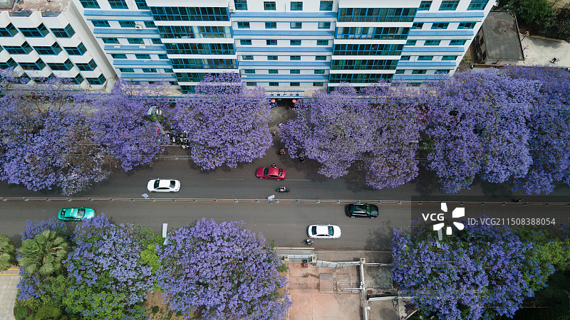 蓝花楹图片素材