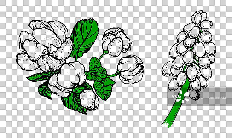 白色背景上的春季花卉线条画图片素材