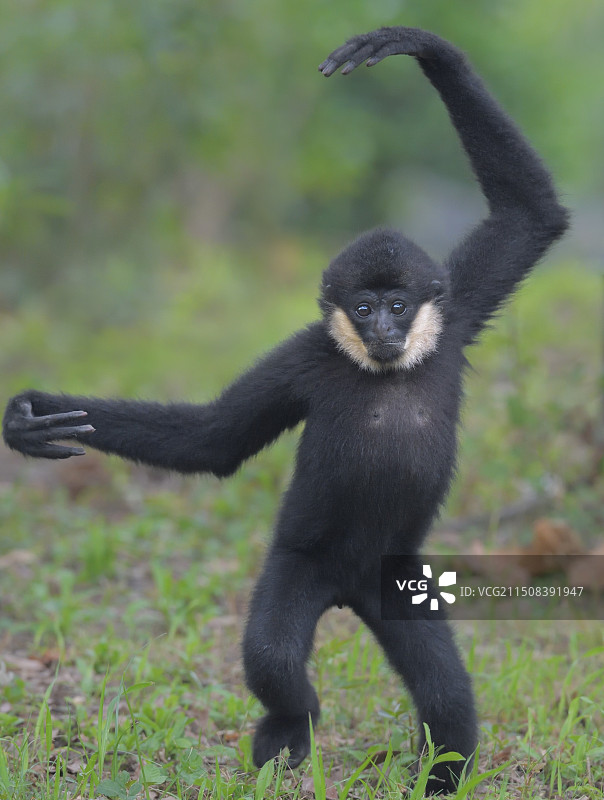 好奇（白颊长臂猿小崽）图片素材
