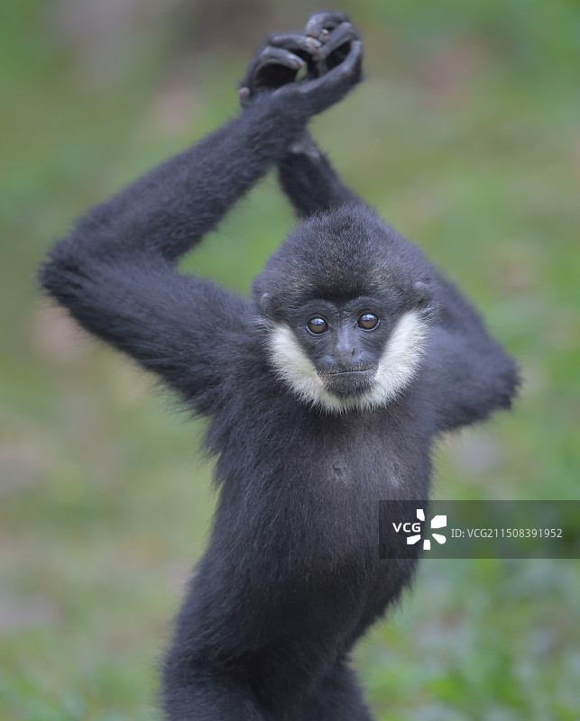 好奇（白颊长臂猿小崽）图片素材