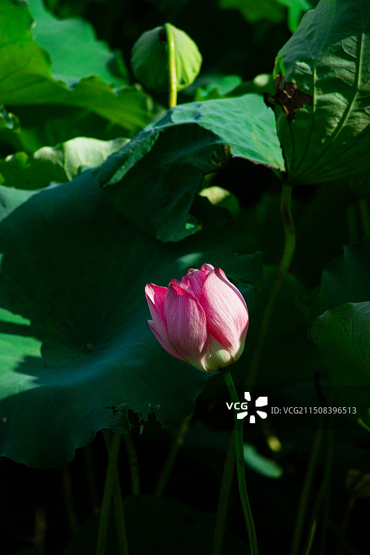 荷花 荷叶 自然图片素材