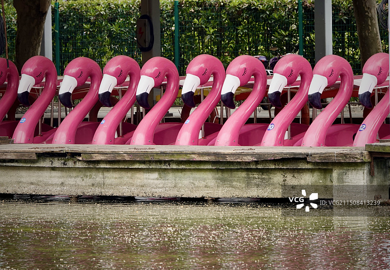上海鲁迅公园虹口公园湖边火烈鸟游船图片素材