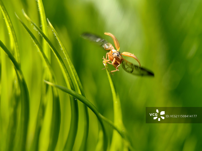 起飞（瓢虫）图片素材