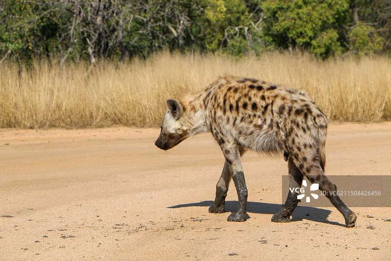 非洲豺狼图片素材