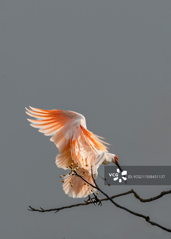 稳登枝头图片素材