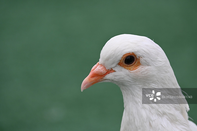 开屏的和平鸽图片素材