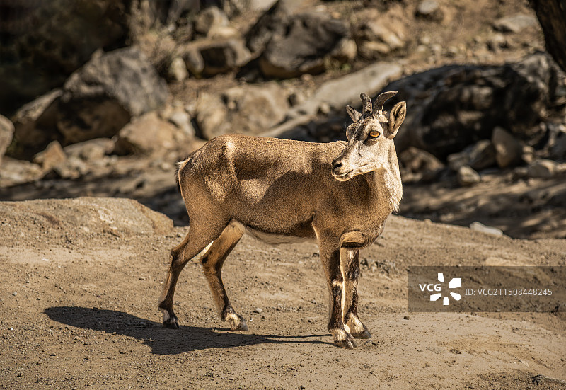 岩羊图片素材
