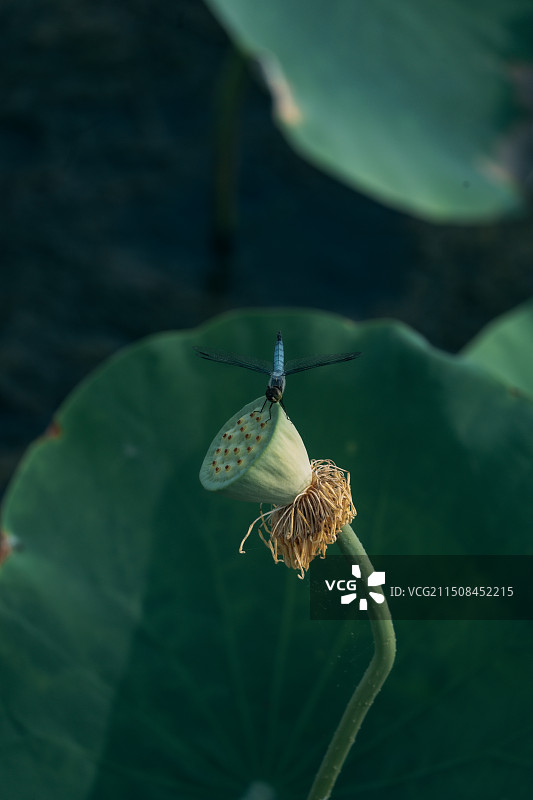 东丽湖荷花图片素材