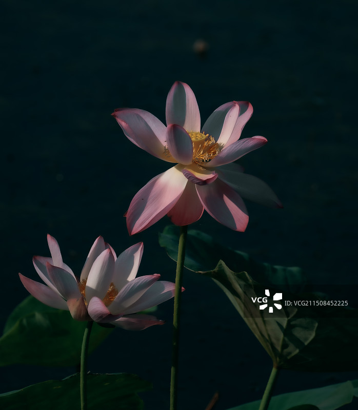 东丽湖荷花图片素材