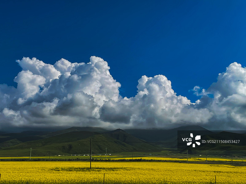 青海湖畔的七月油菜花开正艳！图片素材