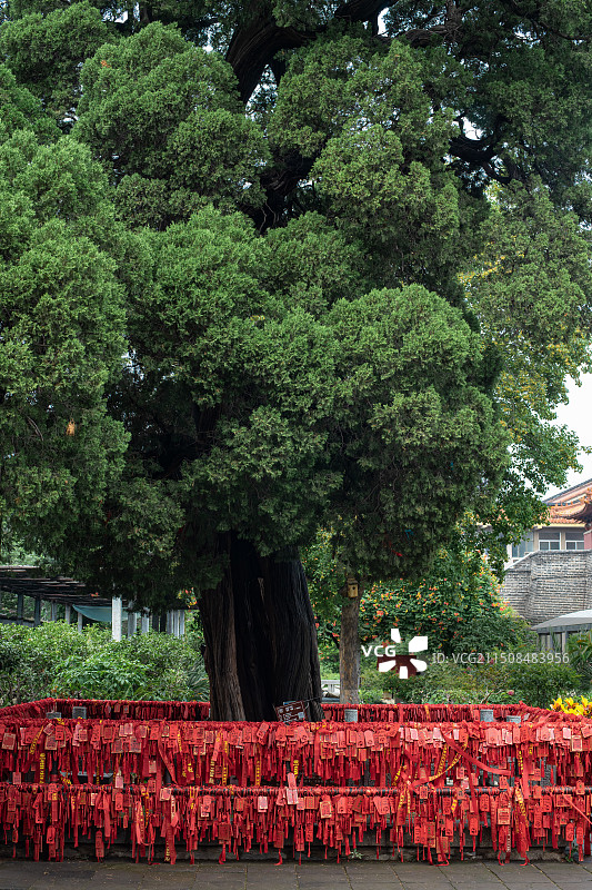 中国山东泰安著名景点泰山旅行旅游目的地，泰山第一行宫岱庙，中式庭院柏树和红色许愿牌，户外白昼无人图图片素材