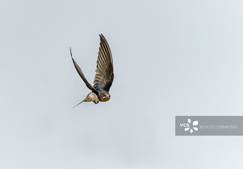 燕子在空中飞行图片素材