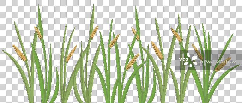 野生植物麝鼠根绘画图片素材