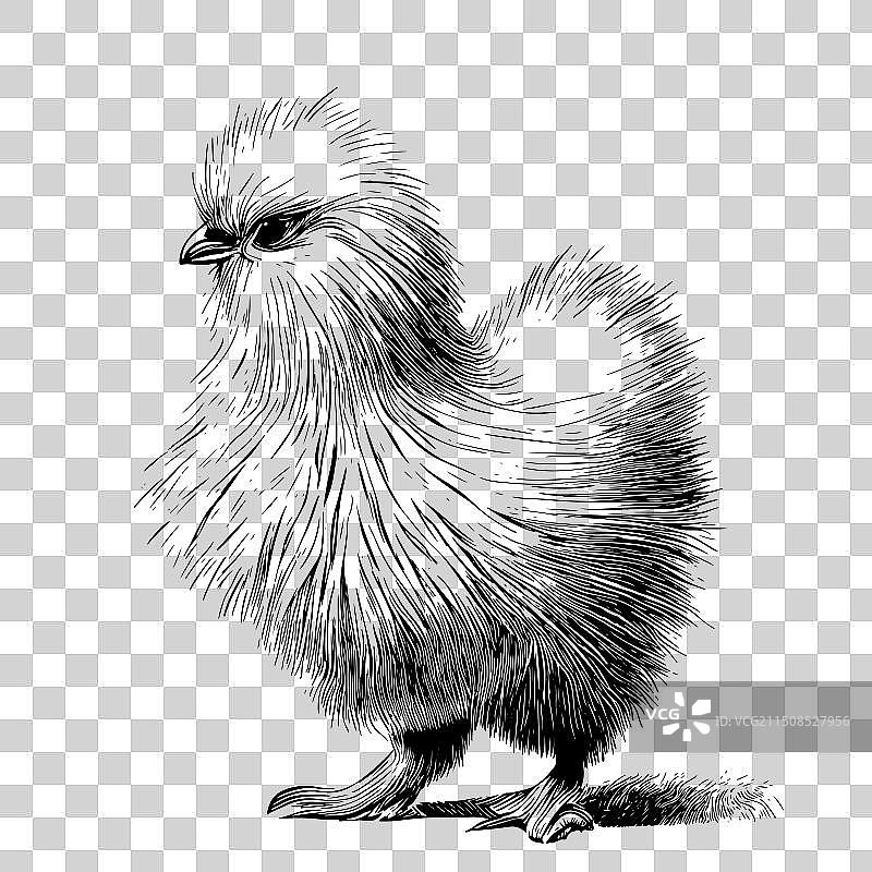 可爱小鸡素描图片素材