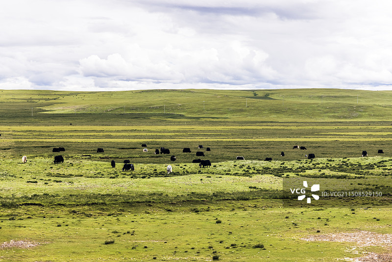 牦牛和草原图片素材