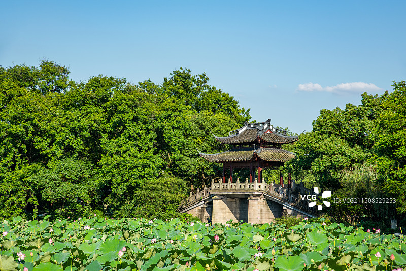 西湖 杭州 玉带晴虹 曲院风荷 荷花 荷塘 夏天杭州西湖风光 杭州风景 地标 标志性 西湖美景 园林图片素材