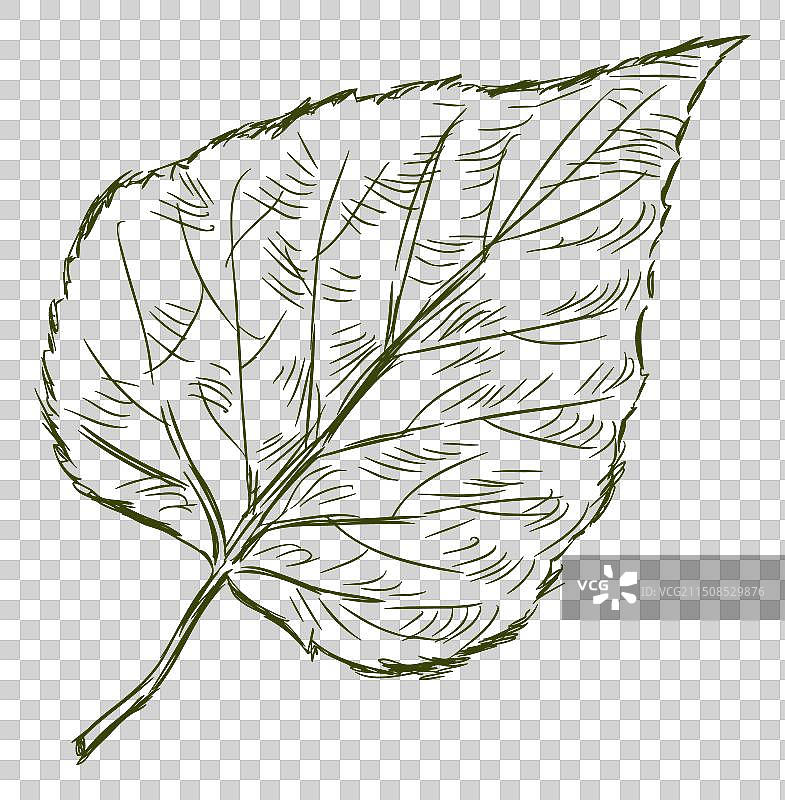 落叶树叶白桦树单线涂鸦图片素材