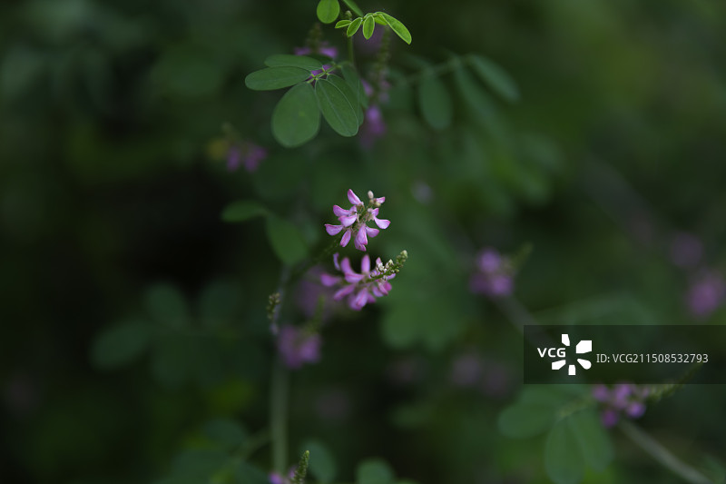 木蓝--中药名图片素材