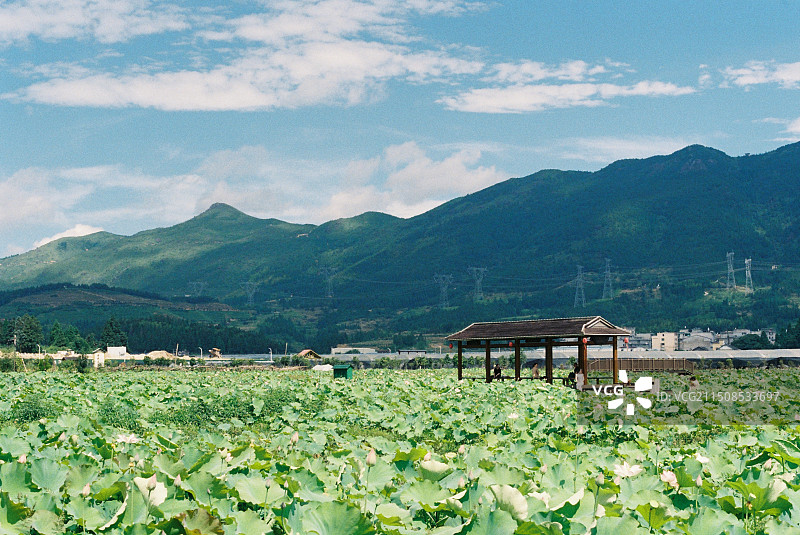 夏天荷花池风光，周宁鲤鱼溪景区图片素材