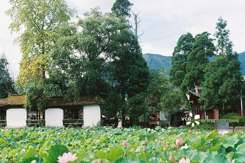 夏天荷花池风光，周宁鲤鱼溪景区图片素材