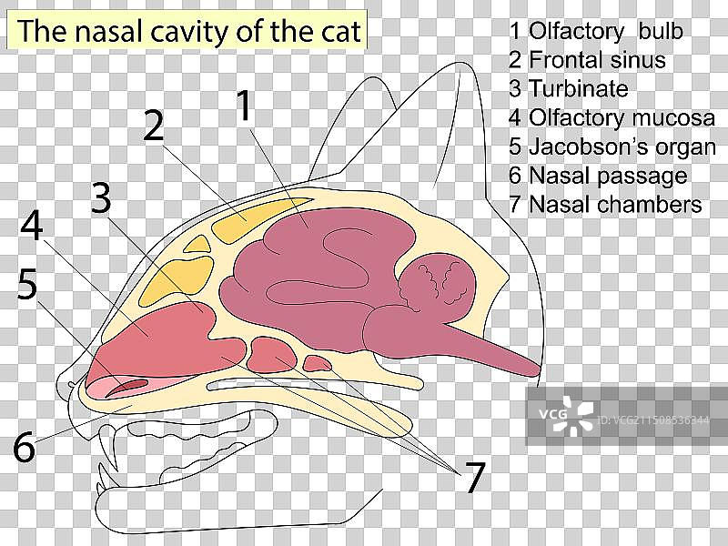 猫头部解剖结构矢状切面图片素材