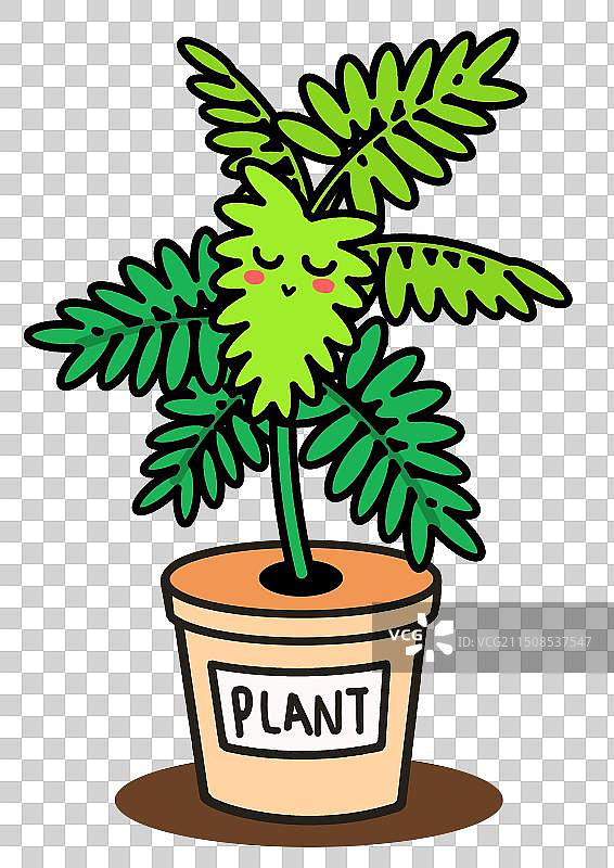 植物盆栽含羞草图片素材