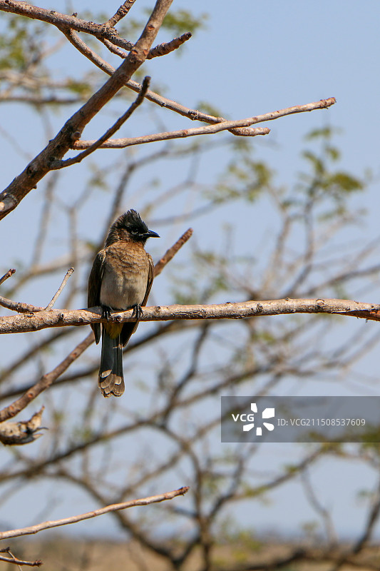鸟栖息在树枝上的特写镜头图片素材