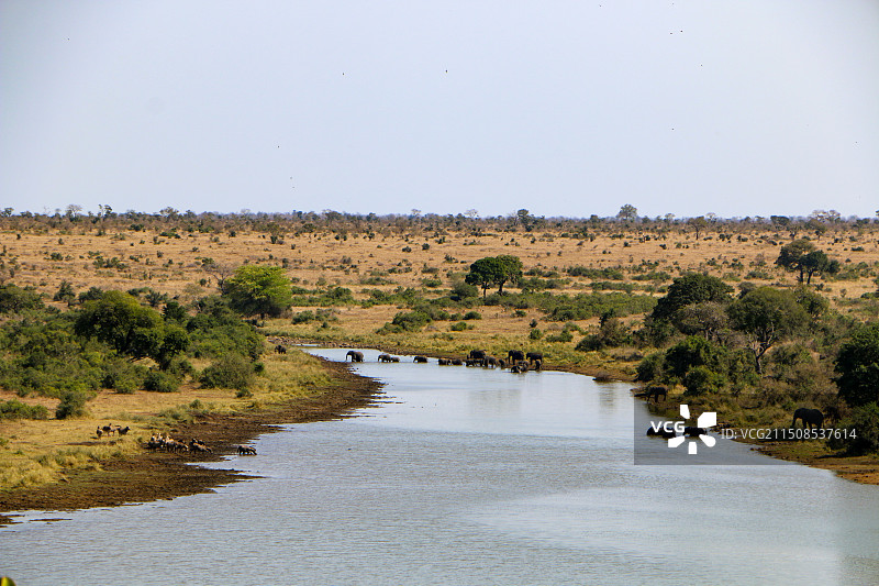 非洲草原动物大迁徙图片素材