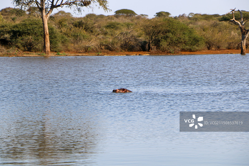 在湖中游泳的河马的侧视图图片素材