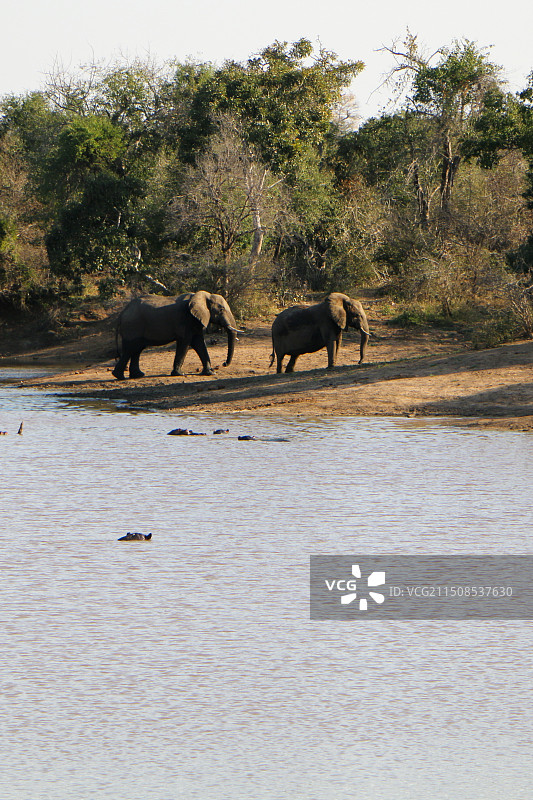 河岸边的非洲象图片素材